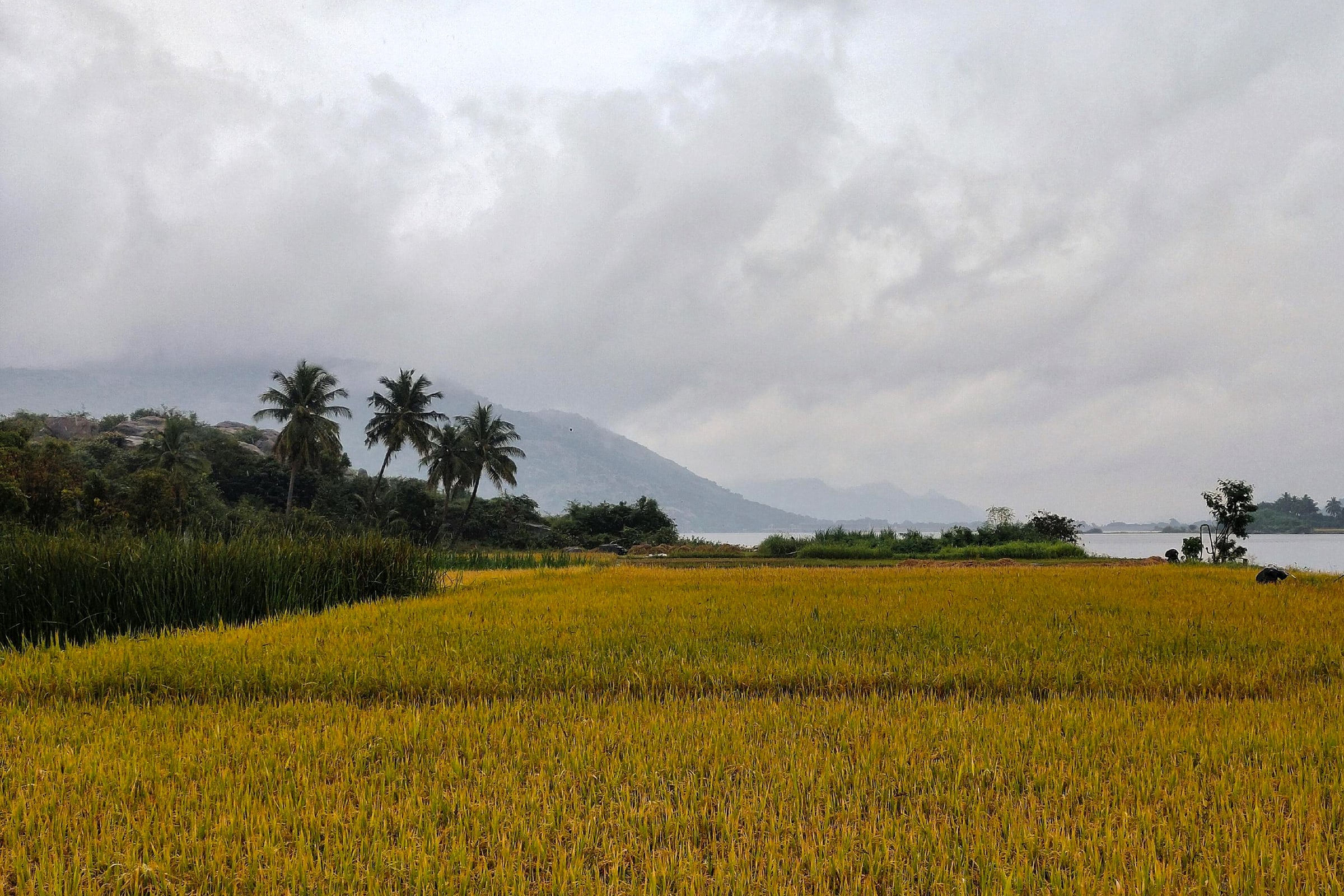 Real Indian paddy field landscape with palm trees, hills, and open farmland